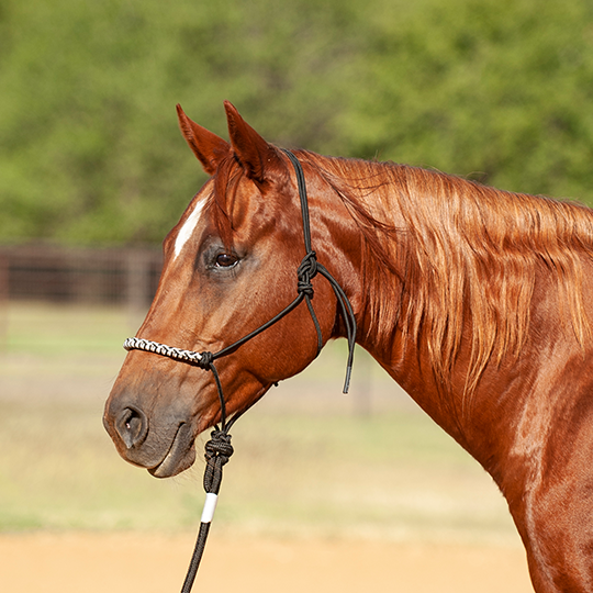 Halter Ranch Train Classic Equine Tri-Toned Halter with 9' Lead Rope – Crossfire Ranch Supply